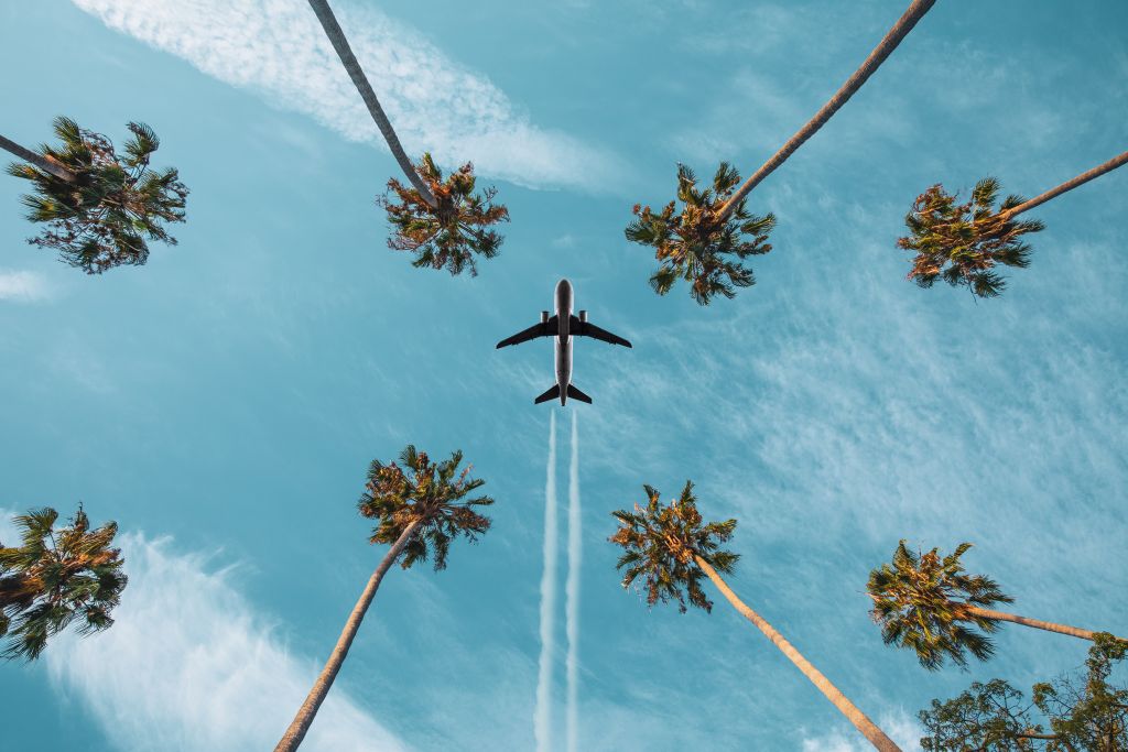 airplane palm trees on clear blue sky