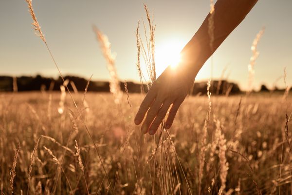 Woman walking in an open field at sunset touching the grass with her hand.